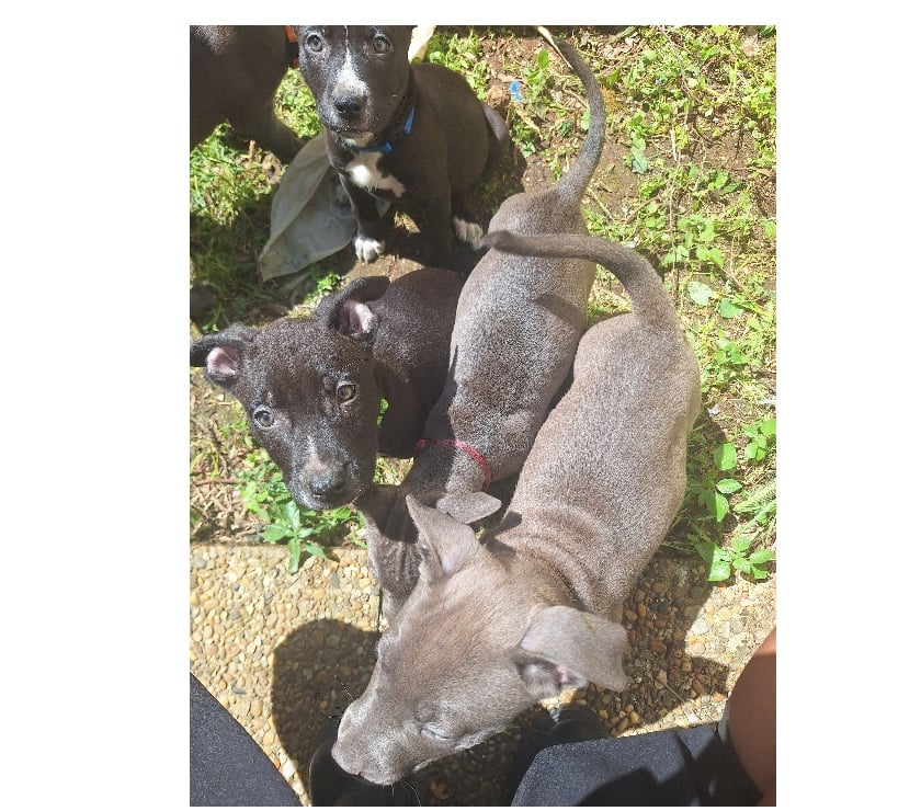 Photos Vivastreet Vente de 4 chiots croisés Staff