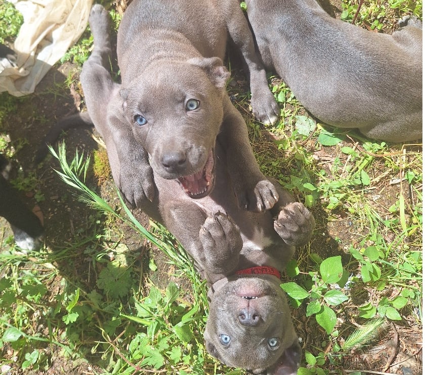Vente Bouches-du-Rhône Vitrolles - 13127 - Photos Vivastreet Vente de 4 chiots croisés Staff