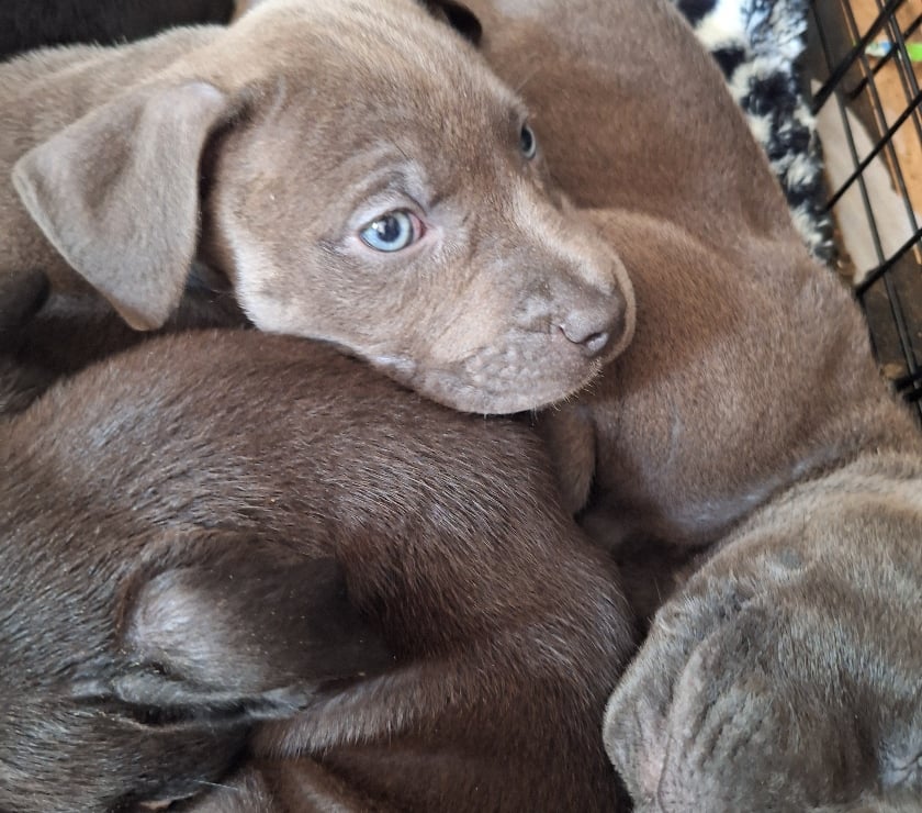 Vente Bouches-du-Rhône Vitrolles - 13127 - Photos Vivastreet Vente de 4 chiots croisés Staff