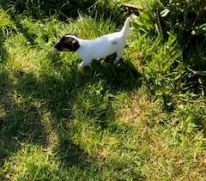 Vente Manche Cherence le Roussel - 50520 - Photos Vivastreet Chiots Jack Russel cherchent familles
