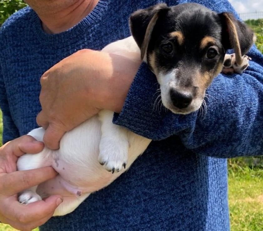 Vente Manche Cherence le Roussel - 50520 - Photos Vivastreet Chiots Jack Russel cherchent familles