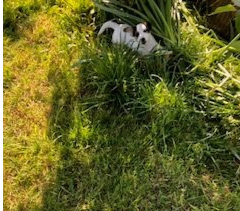 Vente Manche Cherence le Roussel - 50520 - Photos Vivastreet Chiots Jack Russel cherchent familles