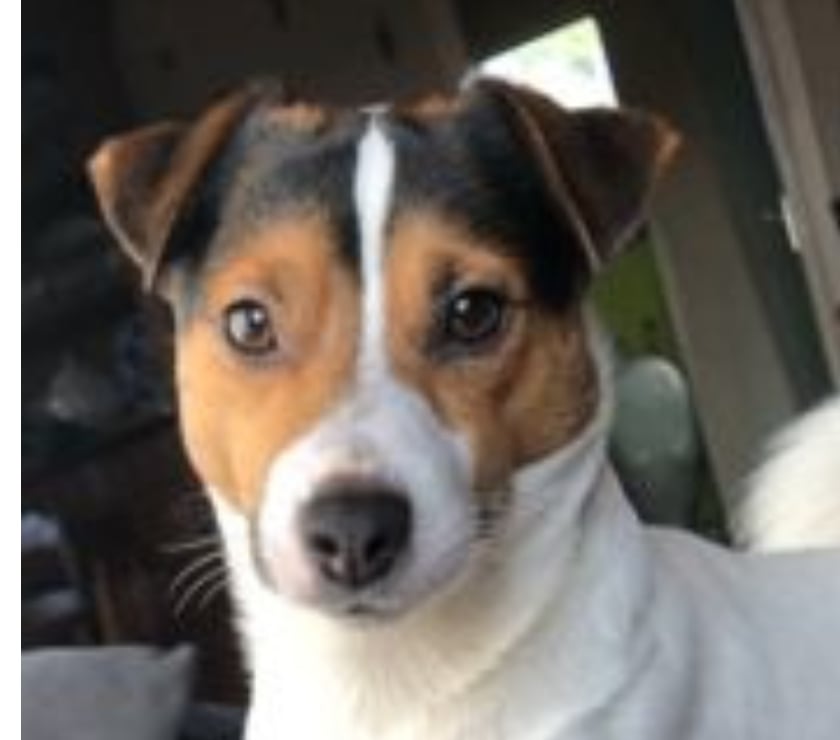 Vente Manche Cherence le Roussel - 50520 - Photos Vivastreet Chiots Jack Russel cherchent familles