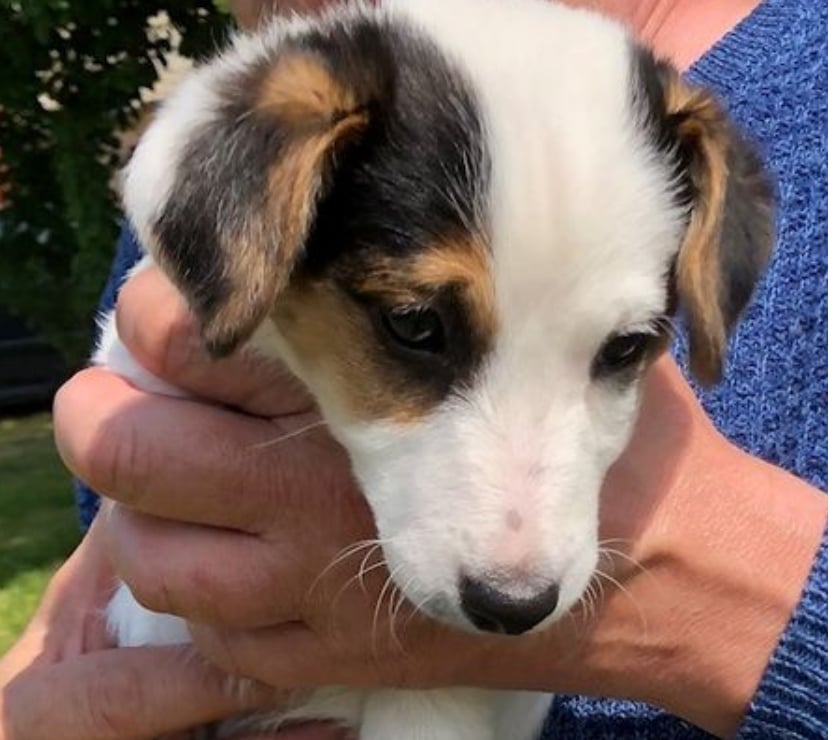 Vente Manche Cherence le Roussel - 50520 - Photos Vivastreet Chiots Jack Russel cherchent familles