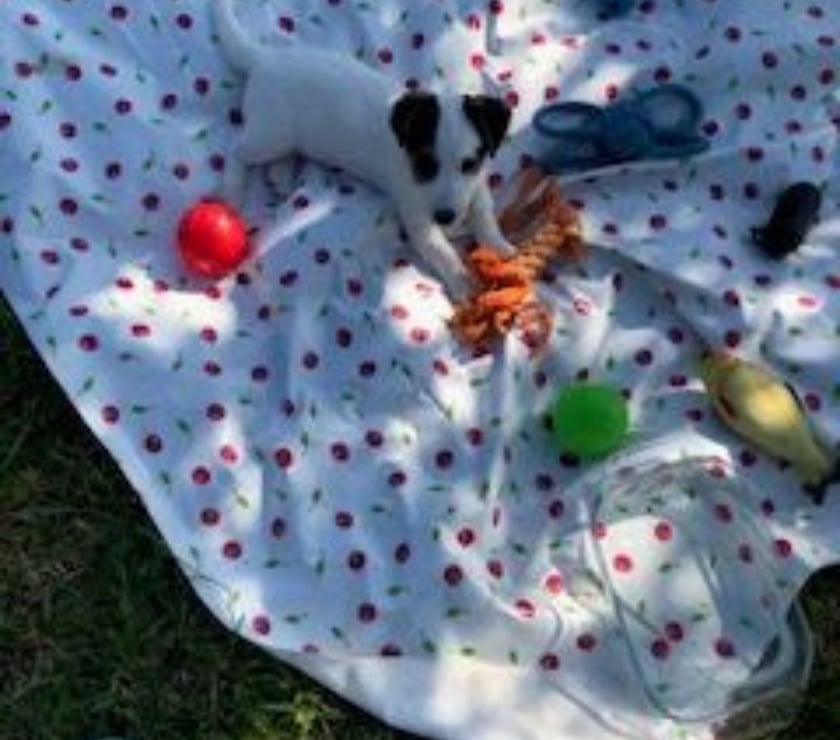 Vente Manche Cherence le Roussel - 50520 - Photos Vivastreet Chiots Jack Russel cherchent familles