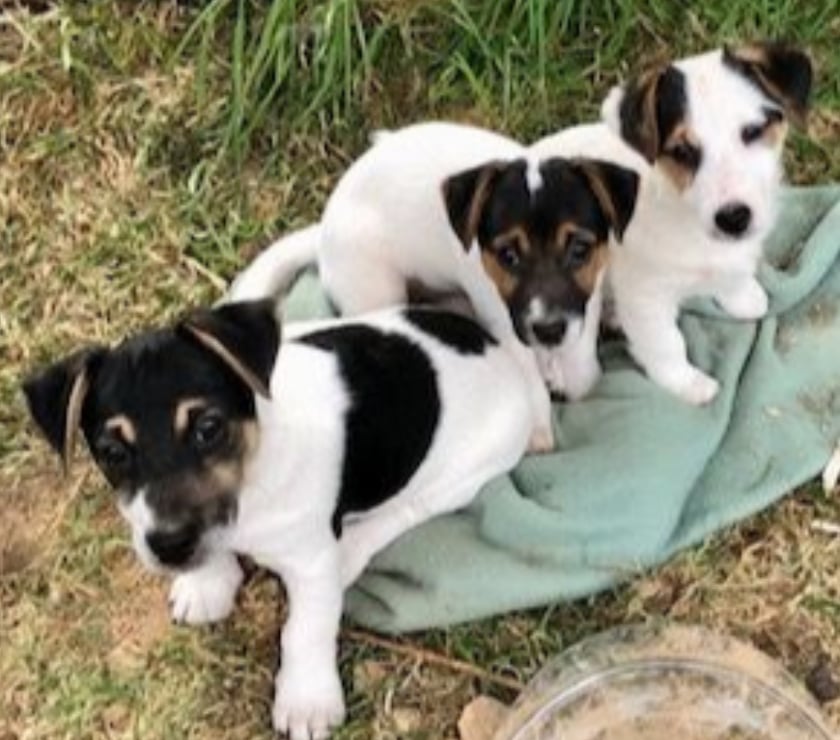Vente Manche Cherence le Roussel - 50520 - Photos Vivastreet Chiots Jack Russel cherchent familles