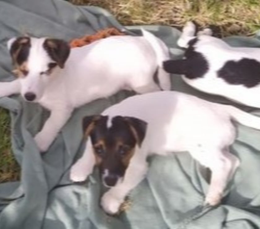 Vente Manche Cherence le Roussel - 50520 - Photos Vivastreet Chiots Jack Russel cherchent familles