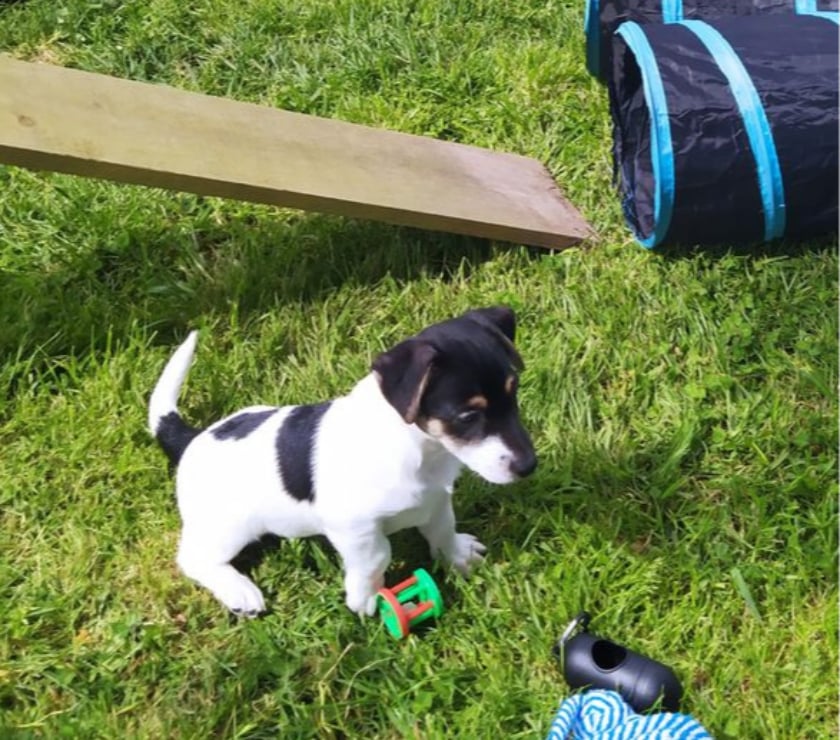 Vente Manche Cherence le Roussel - 50520 - Photos Vivastreet Chiots Jack Russel cherchent familles
