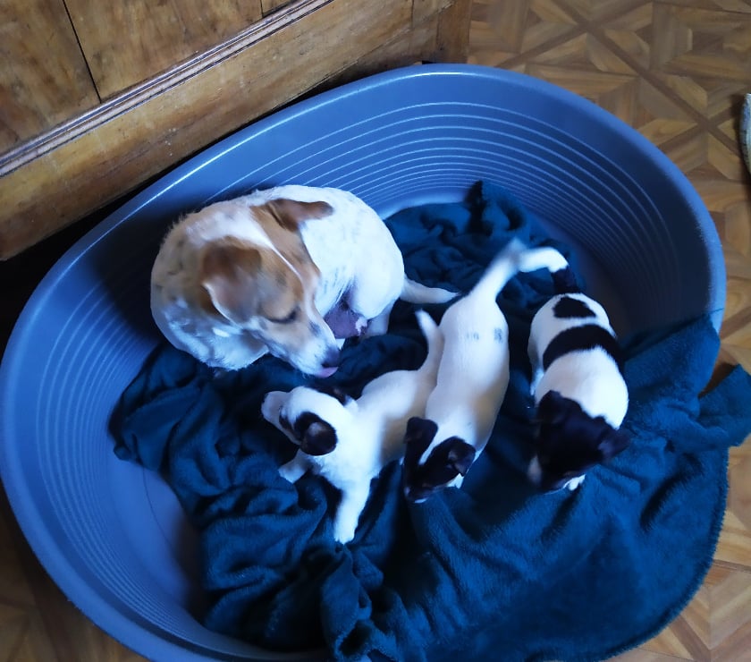 Photos Vivastreet Chiots Jack Russel cherchent familles