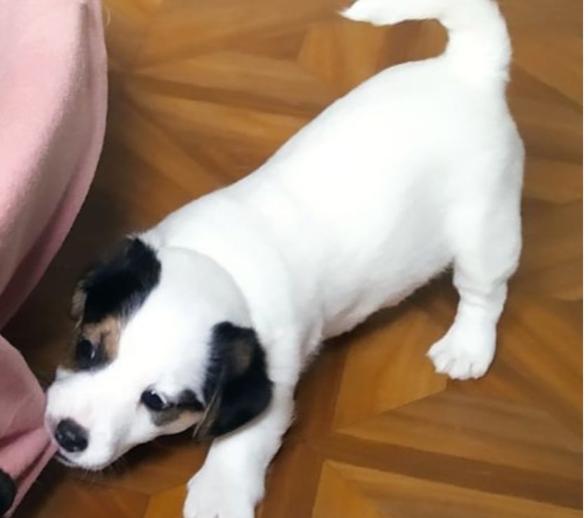 Vente Manche Cherence le Roussel - 50520 - Photos Vivastreet Chiots Jack Russel cherchent familles