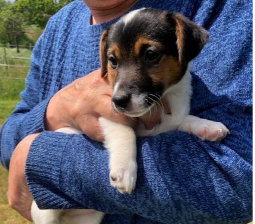 Vente Manche Cherence le Roussel - 50520 - Photos Vivastreet Chiots Jack Russel cherchent familles