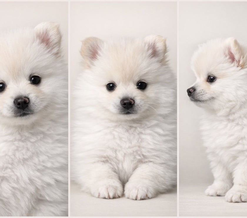 Vente Hauts-de-Seine Rueil Malmaison - 92500 - Photos Vivastreet À adopter 3 chiots Pomsky Toy F3