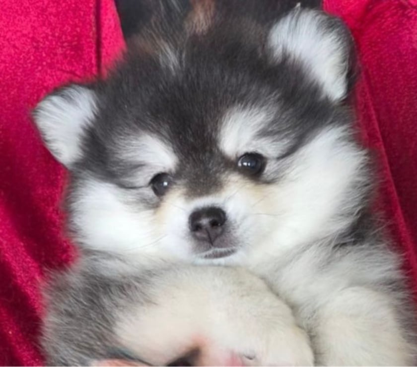 Vente Hauts-de-Seine Rueil Malmaison - 92500 - Photos Vivastreet À adopter 3 chiots Pomsky Toy F3