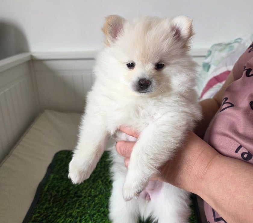 Vente Hauts-de-Seine Rueil Malmaison - 92500 - Photos Vivastreet À adopter 3 chiots Pomsky Toy F3