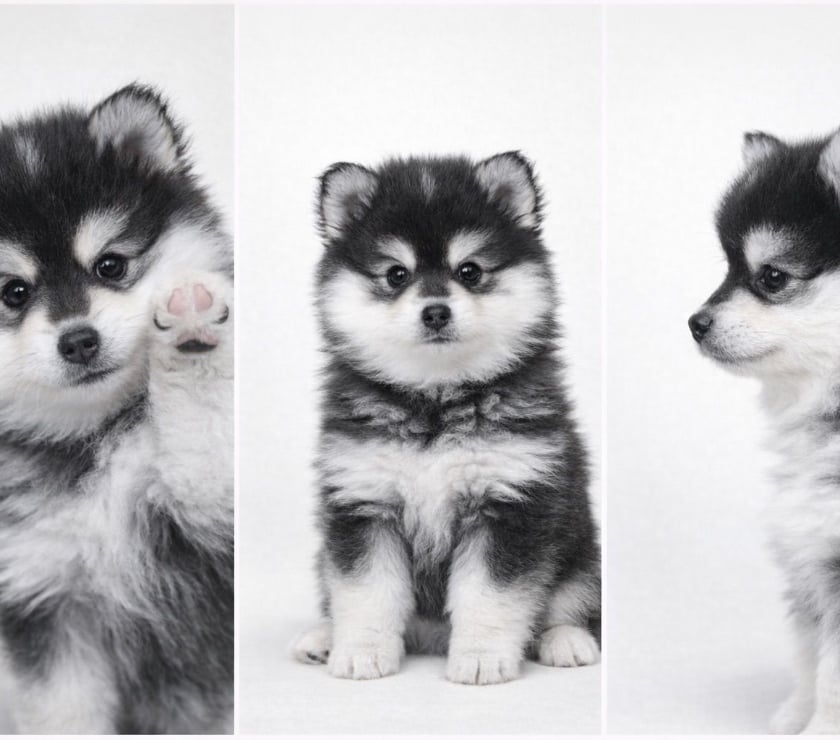 Vente Hauts-de-Seine Rueil Malmaison - 92500 - Photos Vivastreet À adopter 3 chiots Pomsky Toy F3