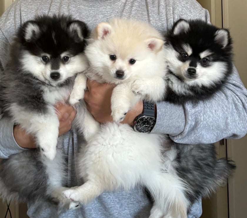 Vente animaux Rueil Malmaison Hauts-de-Seine - Photos Vivastreet À adopter 3 chiots Pomsky Toy F3