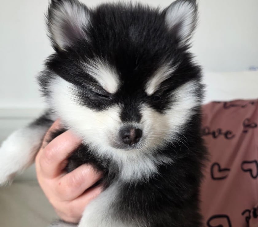 Vente Hauts-de-Seine Rueil Malmaison - 92500 - Photos Vivastreet À adopter 3 chiots Pomsky Toy F3