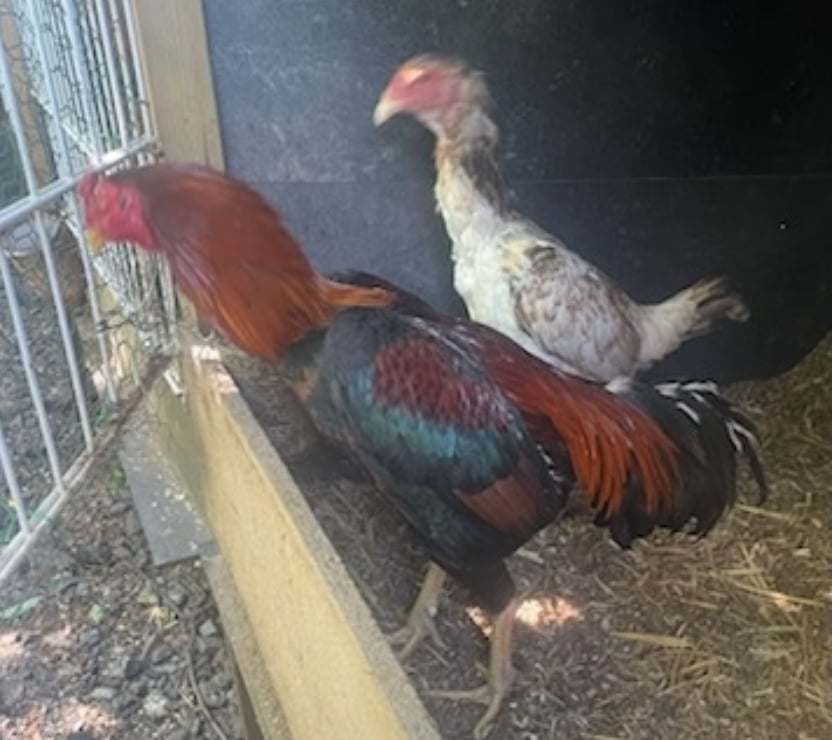 Vente animaux Avion Pas-de-Calais - Photos Vivastreet COQ HINT ET POULE