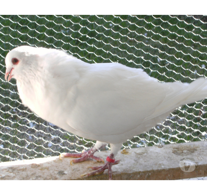 Vente Seine-et-Marne Bagneaux sur Loing - 77167 - Photos Vivastreet Pigeons de chair