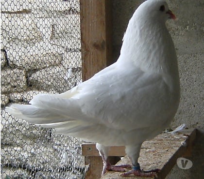 Vente animaux Bagneaux sur Loing Seine-et-Marne - Photos Vivastreet Pigeons de chair