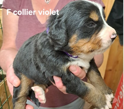 Vente animaux Sens sur Seille Saône-et-Loire - Photos Vivastreet Chiots bouvier bernois non lof