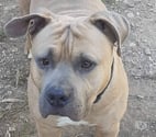 Chien ZEUS à l adoption