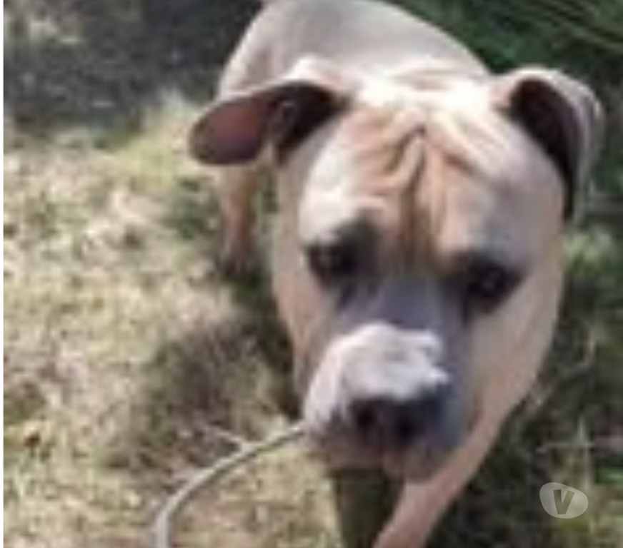 Don animaux Drôme Valence - 26000 - Photos Vivastreet Chien ZEUS à l adoption