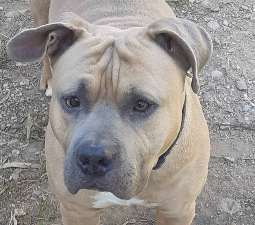 Don animaux Drôme Valence - 26000 - Photos Vivastreet Chien ZEUS à l adoption