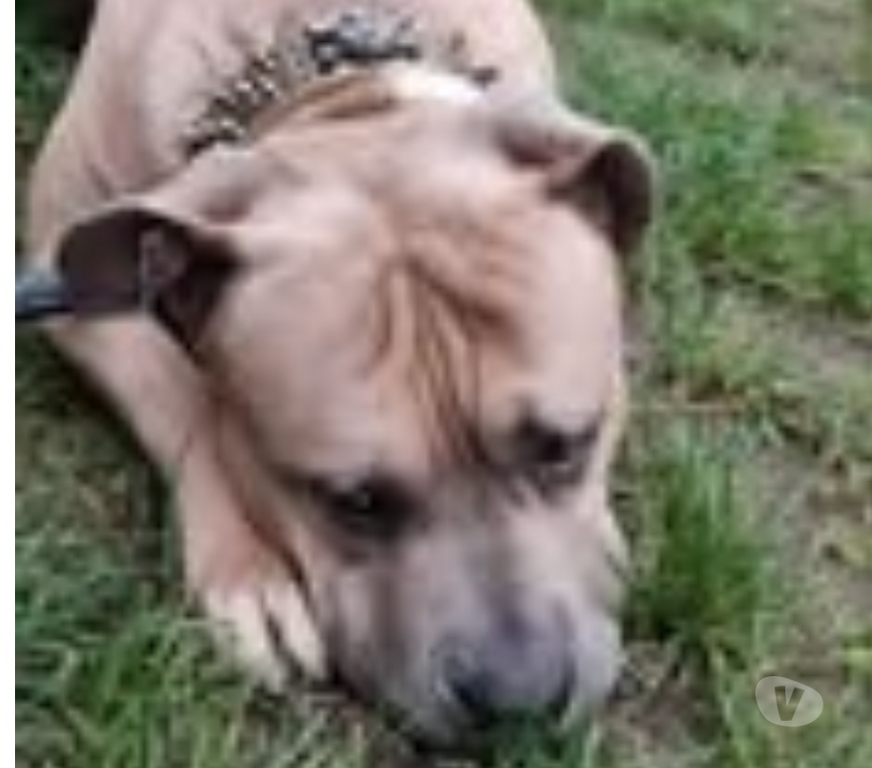 Don animaux Drôme Valence - 26000 - Photos Vivastreet Chien ZEUS à l adoption