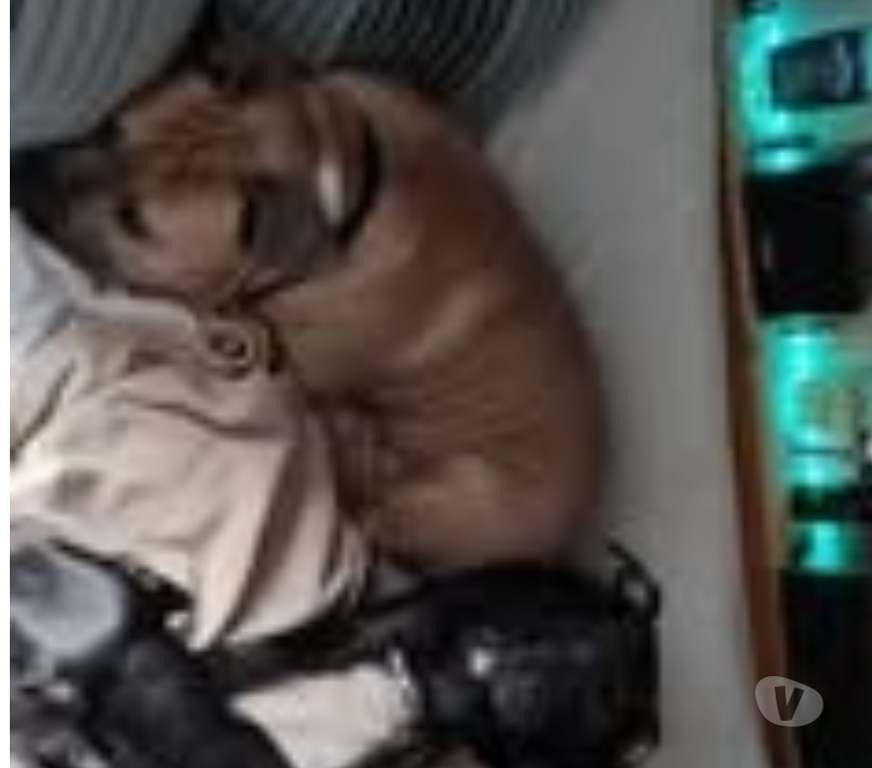Don animaux Drôme Valence - 26000 - Photos Vivastreet Chien ZEUS à l adoption
