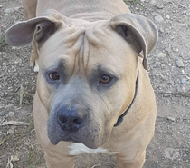 Photos Vivastreet Chien ZEUS à l adoption