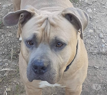 Don animaux Valence Drôme - Photos Vivastreet Chien ZEUS à l adoption