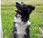 Chien GAIA à l adoption