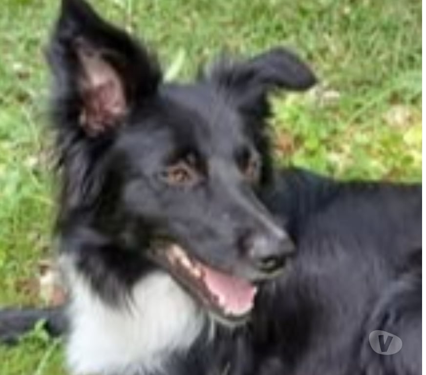 Don animaux Drôme La Batie Rolland - 26160 - Photos Vivastreet Chien GAIA à l adoption