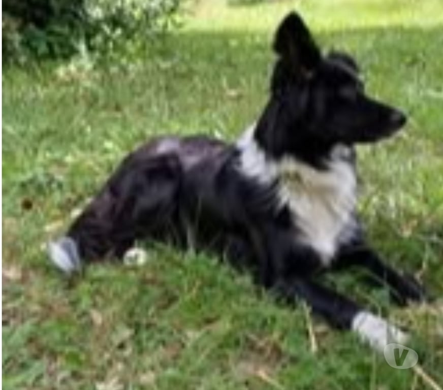 Don animaux Drôme La Batie Rolland - 26160 - Photos Vivastreet Chien GAIA à l adoption