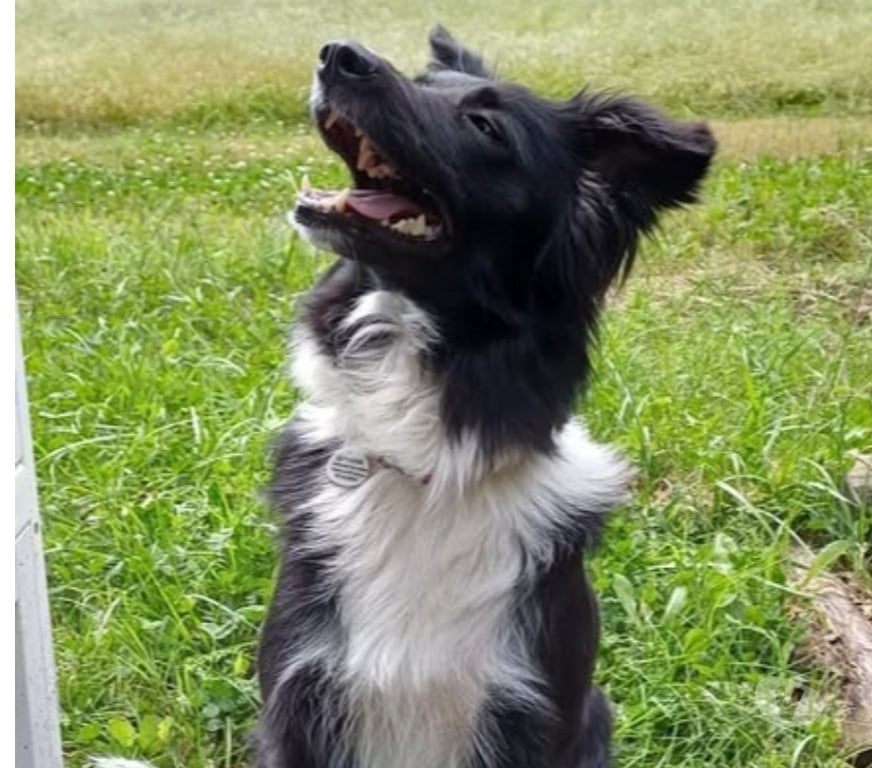 Don animaux Drôme La Batie Rolland - 26160 - Photos Vivastreet Chien GAIA à l adoption