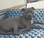 Chien RAVEN à l adoption