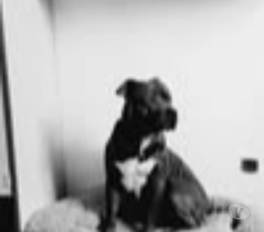 Don animaux Vaucluse Carpentras - 84200 - Photos Vivastreet Chien RAVEN à l adoption