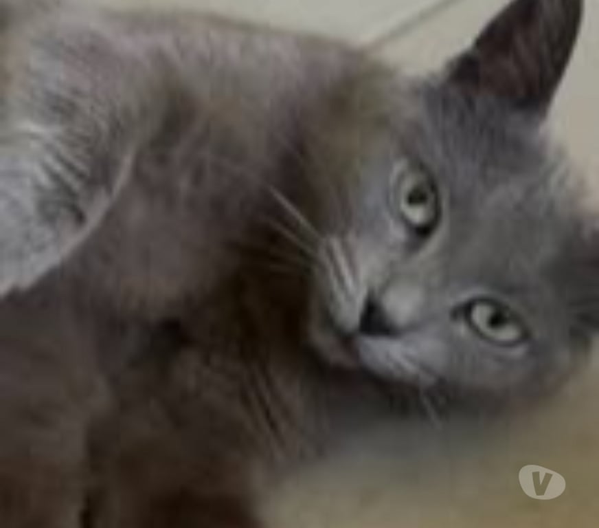 Don animaux Drôme Montelimar - 26200 - Photos Vivastreet Chat ORIA à l adoption