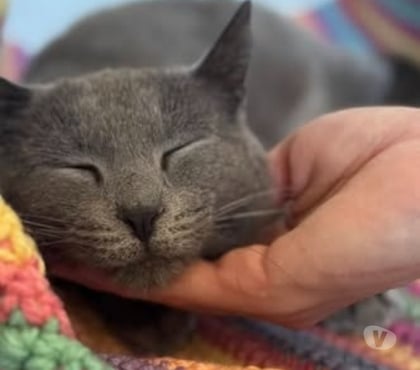 Adoption animaux Montelimar Drôme - Photos Vivastreet Chat ORIA à l adoption