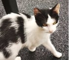 Chat KUM KUM à l adoption