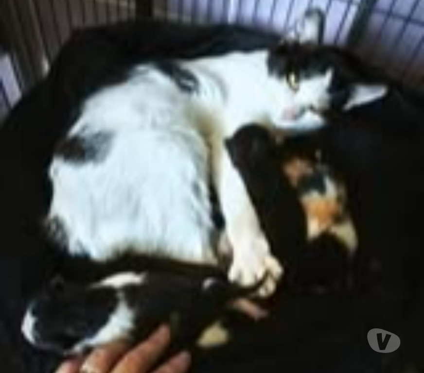 Don animaux Ardèche St Romain de Lerps - 07130 - Photos Vivastreet Chat KUM KUM à l adoption