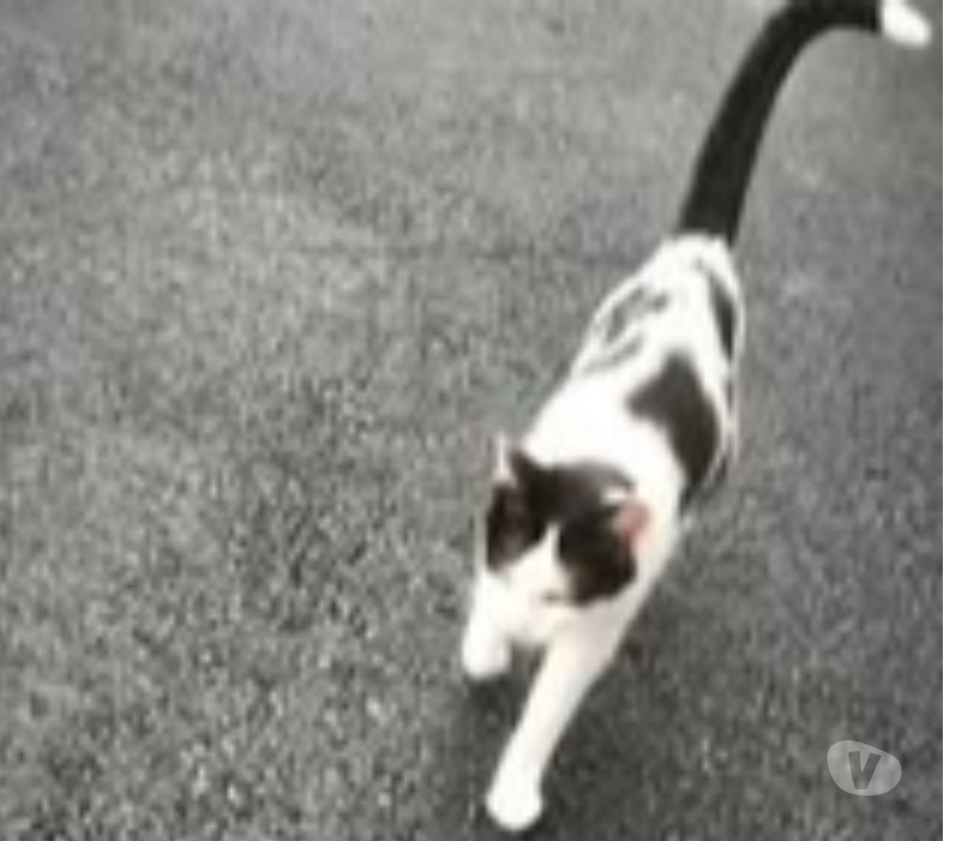 Don animaux Ardèche St Romain de Lerps - 07130 - Photos Vivastreet Chat KUM KUM à l adoption