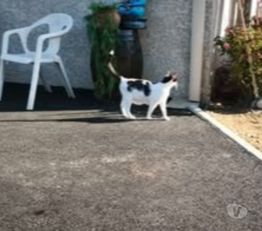 Don animaux Ardèche St Romain de Lerps - 07130 - Photos Vivastreet Chat KUM KUM à l adoption