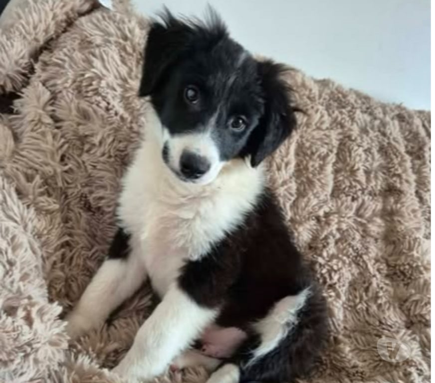 Don animaux Ardèche Annonay - 07100 - Photos Vivastreet Chien ALPHA à l adoption