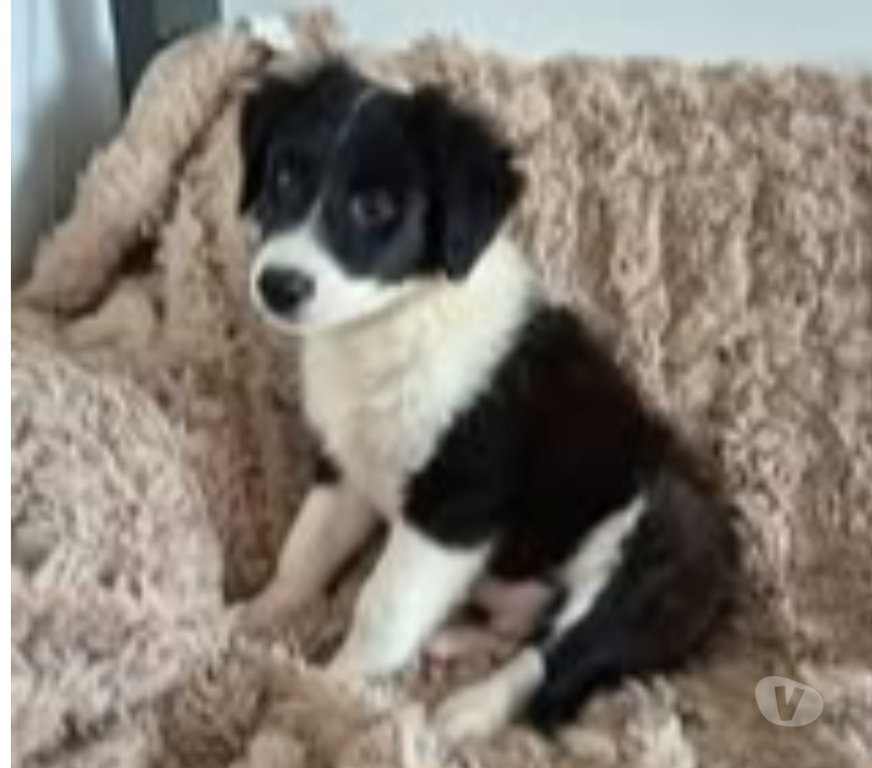 Don animaux Ardèche Annonay - 07100 - Photos Vivastreet Chien ALPHA à l adoption
