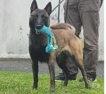 Photos Vivastreet Male berger belge malinois