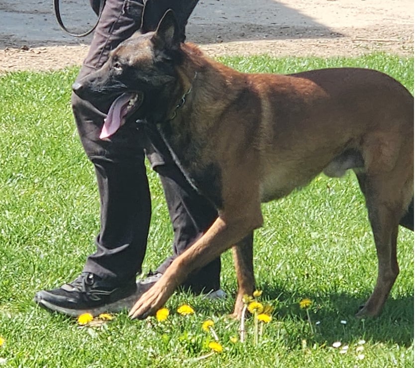 Vente Seine-et-Marne St Sauveur les Bray - 77480 - Photos Vivastreet Male Berger Belge Malinois