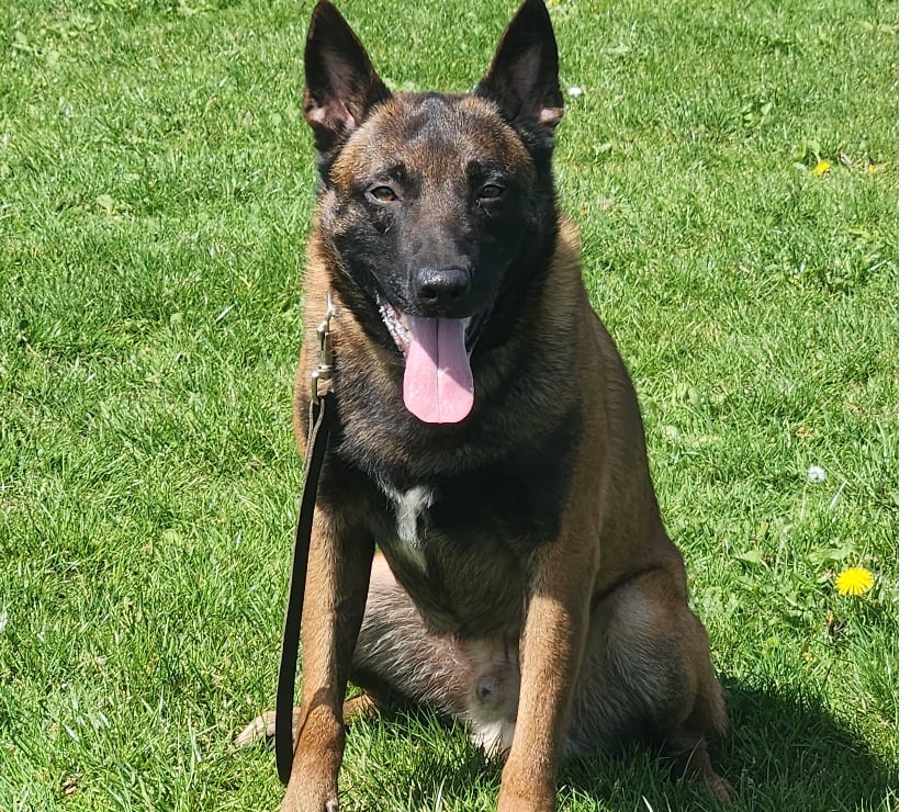 Vente animaux St Sauveur les Bray Seine-et-Marne - Photos Vivastreet Male Berger Belge Malinois