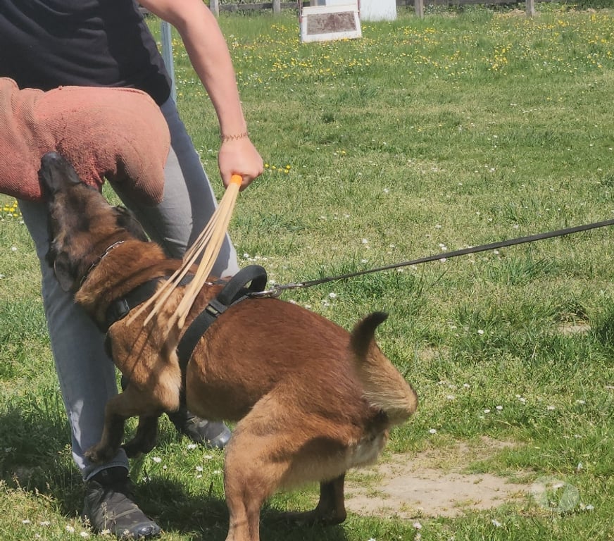 Vente Seine-et-Marne St Sauveur les Bray - 77480 - Photos Vivastreet Male Berger Belge Malinois